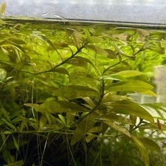 ハイグロフィラポリスペルマの画像