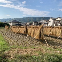 【2024年10月収穫分】京都府長岡京市産ヒノヒカリ10 kg｜天日干し・有機栽培の安心なお米の画像