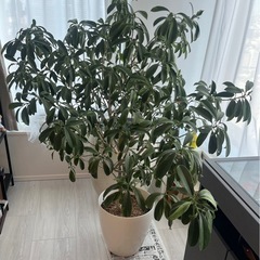 観葉植物　シェフレラの画像