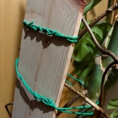 【引取先決定】モンステラの画像