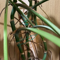 【引取先決定】モンステラの画像