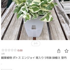 無料　オリヅル蘭と班入りポトスの画像