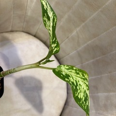 ディフェンバキア　スパークレス　観葉植物の画像