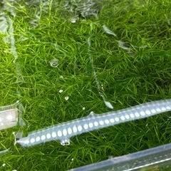 水草  水槽 アクアリウムの画像