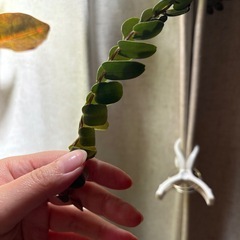 マルクグラビア　ウンベラータ？　観葉植物　パルダリウムの画像