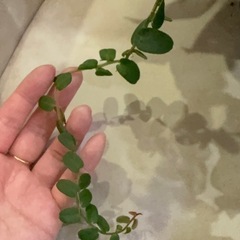 マルクグラビア　ウンベラータ？　観葉植物　パルダリウムの画像