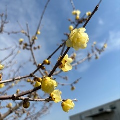 ロウバイ　蝋梅　ソシンロウバイの画像