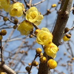 ロウバイ　蝋梅　ソシンロウバイの画像