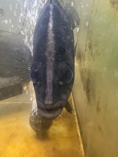 ダトニオ