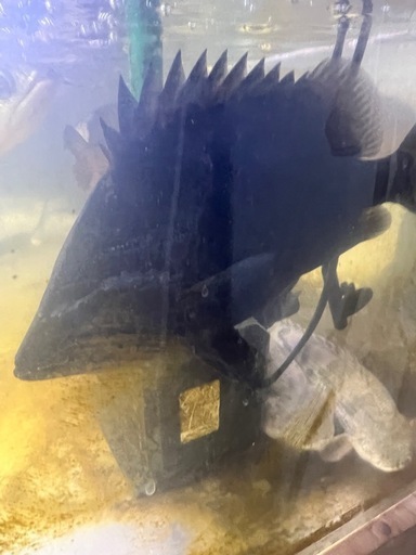ダトニオ