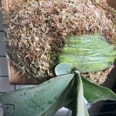 ビカクシダ　　月光爪哇の画像