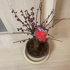 花梅　盆栽　大盃の画像