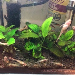 オトシンクルスネグロ3匹1500  5匹2,000円　10匹3,800円の画像