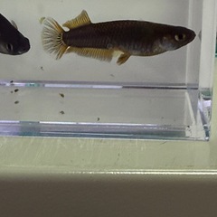 めだか　北辻武神メダカ　有精卵　20個　600円‼️の画像