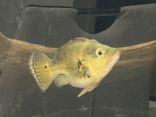 キクラ　キングショート　熱帯魚　古代　アロワナ混泳