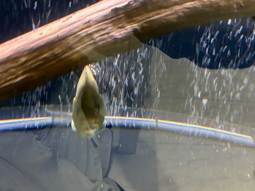 キクラ　キングショート　熱帯魚　古代　アロワナ混泳