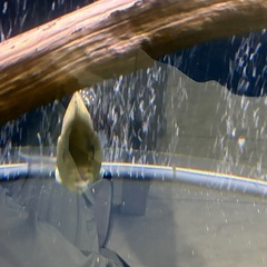 キクラ　キングショート　熱帯魚　古代　アロワナ混泳の画像