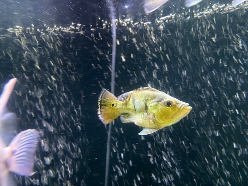 キクラ　キングショート　熱帯魚　古代　アロワナ混泳