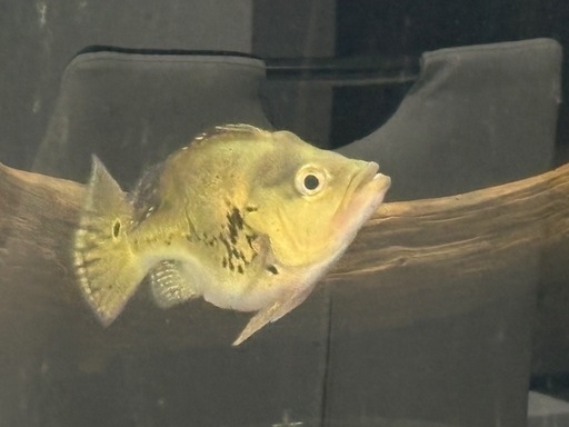 キクラ　キングショート　熱帯魚　古代　アロワナ混泳