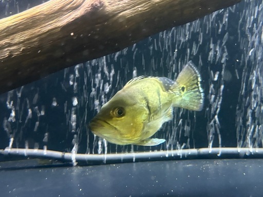 キクラ　キングショート　熱帯魚　古代　アロワナ混泳
