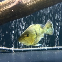 キクラ　キングショート　熱帯魚　古代　アロワナ混泳の画像