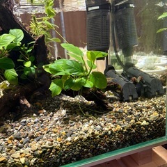 45
センチ水槽セット➕ベタ の画像