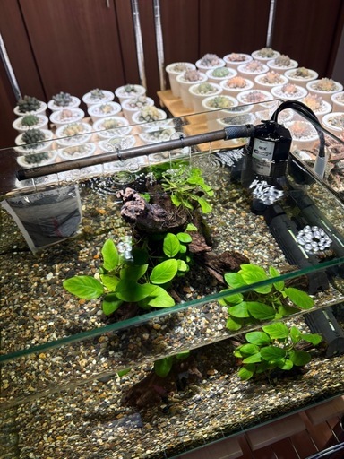 45
センチ水槽セット➕ベタ