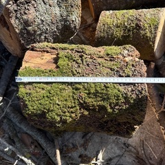 【一旦停止中】桜の木、枝（車1台積み放題）の画像