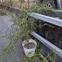 ミルクブッシュの画像