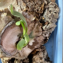 コルク樹皮板付　ビカクシダの画像