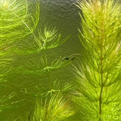 【今月まで】抱卵個体入り　カラーシュリンプ15匹の画像