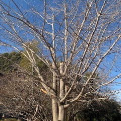 イチョウの木、木材の画像