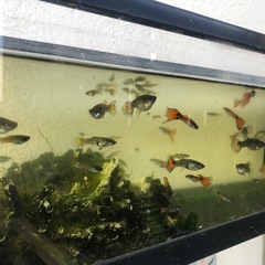 グッピー3匹の画像