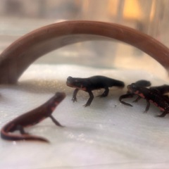 アカハライモリ幼体9匹譲ります！！の画像