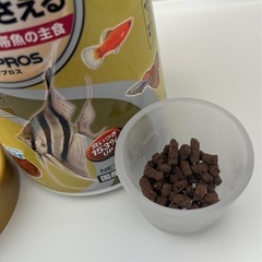 ミジンコ増殖(鶏糞ペレット)の画像