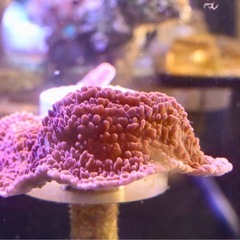 サンゴ　コモンサンゴ　レッド　フラグ　
　の画像