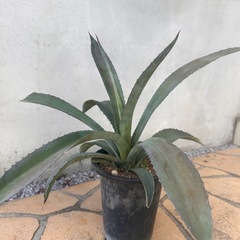 アガベ　アメリカーナ　アオノリュウゼツラン① 苗　植木鉢　植物の画像