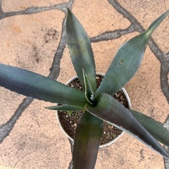 アガベ　アメリカーナ　アオノリュウゼツラン　苗　植木鉢②植物の画像