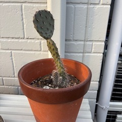 サボテン🌵鉢付きの画像