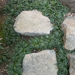 タマリュウ　駐車場　目地　外構　庭　ガーデニング　土止めの画像