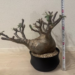 パキポディウムグラキリスの画像