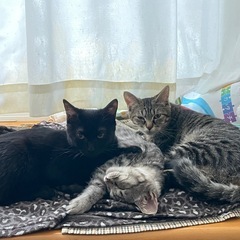 仲良し五兄妹の里親さん急募です！