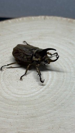 グランディスヒナカブト 成虫ペア
