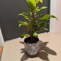 観葉植物　フィロデンドロンの画像