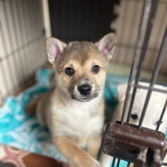 里親募集　だいくん