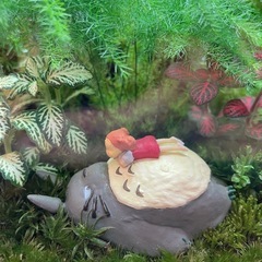苔テラリウム　④ となりのトトロの画像