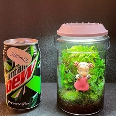 苔テラリウム　⑤ となりのトトロの画像