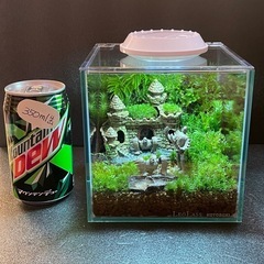 苔テラリウム　⑦ 天空の城ラピュタの画像