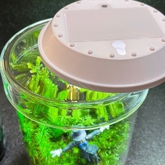 苔テラリウム　⑧ ハウルの動く城の画像