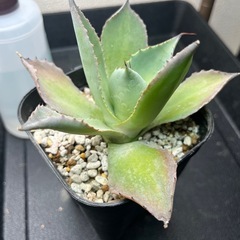 アガベ雷神の画像